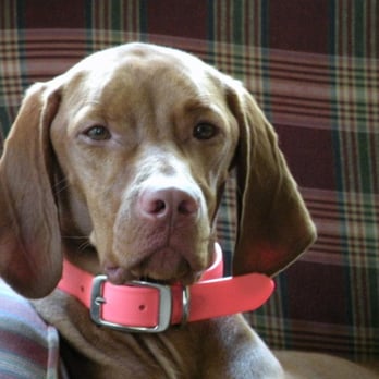 Ace Pet Care - Pet Sitting Near Me - Austin, Texas Ace Pet Care - Pet Sitting Near Me - Austin, Texas