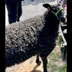 Maryland Sheep & Wool Festival - Baa baa! This was the first we met at the Festival this year