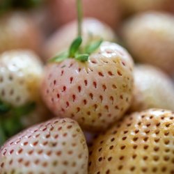 Costco - Pink-A-Boo® Pineberries ($5/10oz)