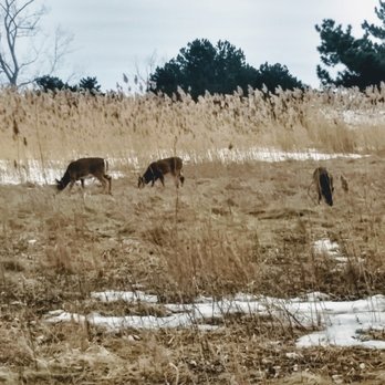 Tifft Nature Preserve - Deer! They eat a lot, so watch where your step--that is NOT a pile of cocoa puffs. :-P - Hiking Near Me - Buffalo, New York Tifft Nature Preserve - Deer! They eat a lot, so watch where your step--that is NOT a pile of cocoa puffs. :-P - Hiking Near Me - Buffalo, New York