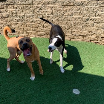 Advanced Veterinary Care - Veterinarians Near Me - Vestavia Hills, Alabama Advanced Veterinary Care - Veterinarians Near Me - Vestavia Hills, Alabama
