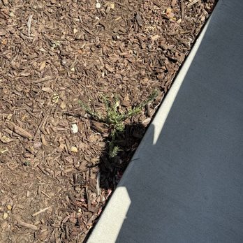 Lawn Care Up - More weeds - Lawn Services Near Me - Sacramento, California Lawn Care Up - More weeds - Lawn Services Near Me - Sacramento, California