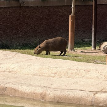 Zoológico - Zoos Near Me - Guadalajara, JAL Zoológico - Zoos Near Me - Guadalajara, JAL