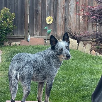 Inclined Canine Academy - Pet Training Near Me - Morgan Hill, California Inclined Canine Academy - Pet Training Near Me - Morgan Hill, California