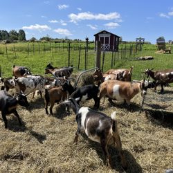 The goats who are happily fed and maintained