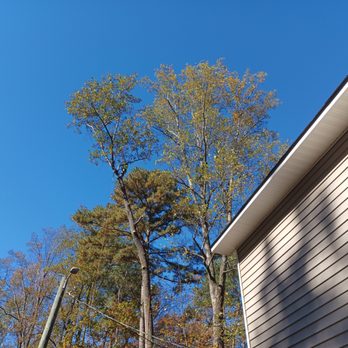 Champion Tree Service - Champion Tree Service bait and switch. Poor business practices in Raleigh, Durham, Cary & Triangle. - Tree Services Near Me Champion Tree Service - Champion Tree Service bait and switch. Poor business practices in Raleigh, Durham, Cary & Triangle. - Tree Services Near Me
