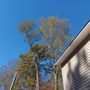 Photo of Champion Tree Service