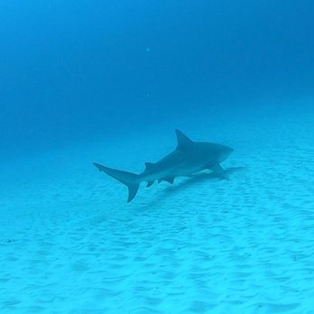 Dressel Divers - Bull shark - Scuba Diving Near Me - Cozumel, ROO