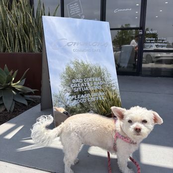 Commons Cafe - my pet lily, dog friendly coffee shop! - Coffee & Tea Near Me - Irvine, California