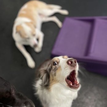 Dogtopia - Sometimes, our pups will serenade us! - Pet Boarding Near Me - Bellevue, Washington