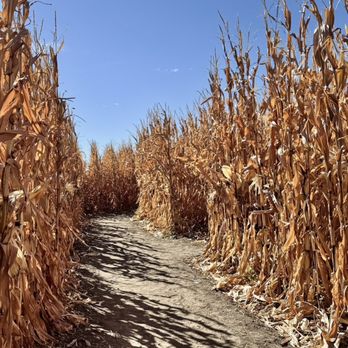 Maize in the City - Crazy corn maze - Attraction Farms Near Me - Thornton, Colorado