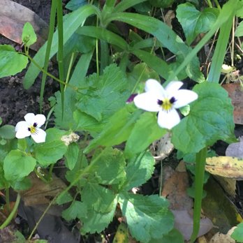 Monte Bello Open Space Preserve - 2 Eye Violets seen 4/30/17 - Hiking Near Me - Palo Alto, California Monte Bello Open Space Preserve - 2 Eye Violets seen 4/30/17 - Hiking Near Me - Palo Alto, California