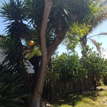 Arbor Task Tree Service - Tree Services Near Me - Lemon Grove, California Arbor Task Tree Service - Tree Services Near Me - Lemon Grove, California