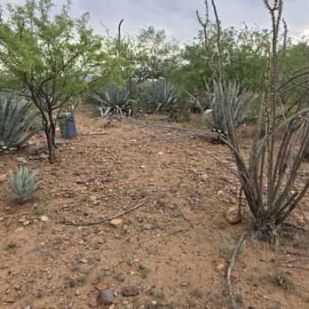Big Ants Landscaping - Before photo 68 agave clean ups - Landscaping Near Me - Marana, Arizona Big Ants Landscaping - Before photo 68 agave clean ups - Landscaping Near Me - Marana, Arizona