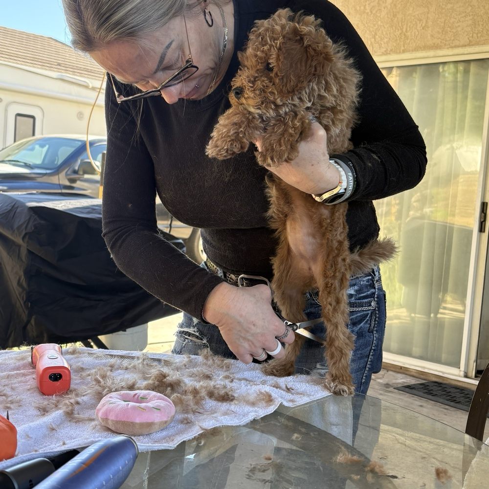 Lavish Licks - Pet Groomers Near Me - Las Vegas, Nevada Lavish Licks - Pet Groomers Near Me - Las Vegas, Nevada