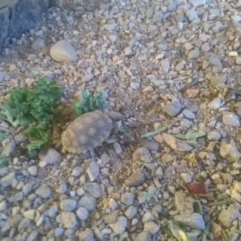 Desert Discovery Center - Rescued baby desert tortoise - Children's Museums Near Me - Barstow, California