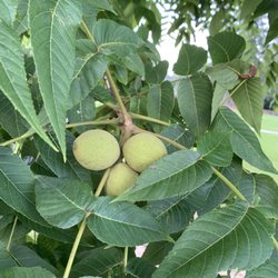 Veteran's Park - Palmetto - Black walnut tree