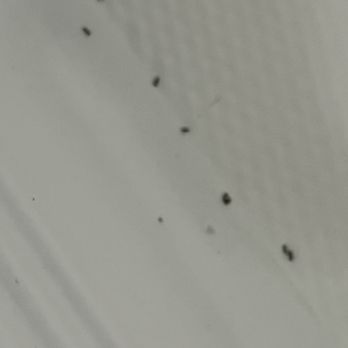 Dewey Pest Control - Every morning even after two treatments same problem. - Pest Control Near Me - Lancaster, California