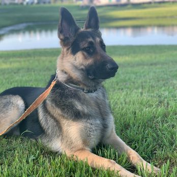 Elite Professional Dog Training - Pet Training Near Me - Sanford, Florida Elite Professional Dog Training - Pet Training Near Me - Sanford, Florida