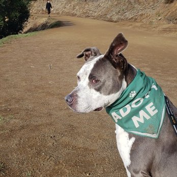 Love Leo Rescue - Always on the lookout for our future family! - Community Service/Non-Profit Near Me