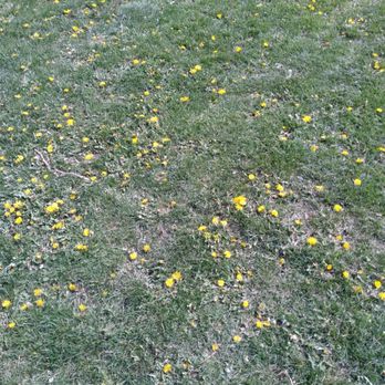 Chicago Park District - Pasteur Park - Dandelions April 27 2021 Tuesday - Tennis Near Me - Chicago, Illinois