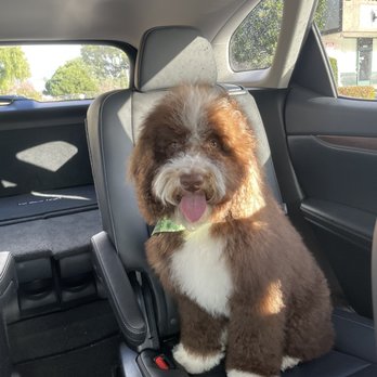 Dogg Oddities - Pet Groomers Near Me - Torrance, California