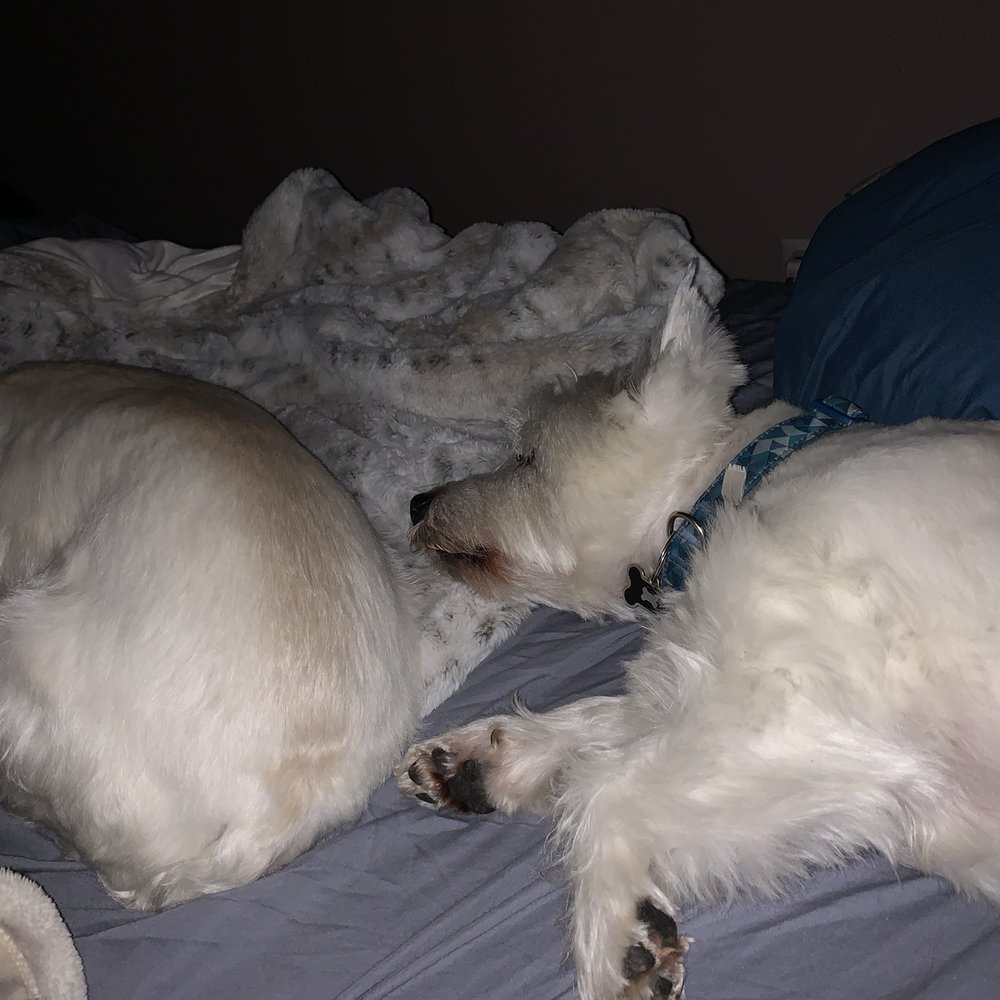 Our beloved family pups Our beloved family pups
