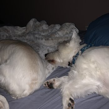 Eagle Animal Clinic - Our beloved family pups - Veterinarians Near Me - Eagle, Idaho