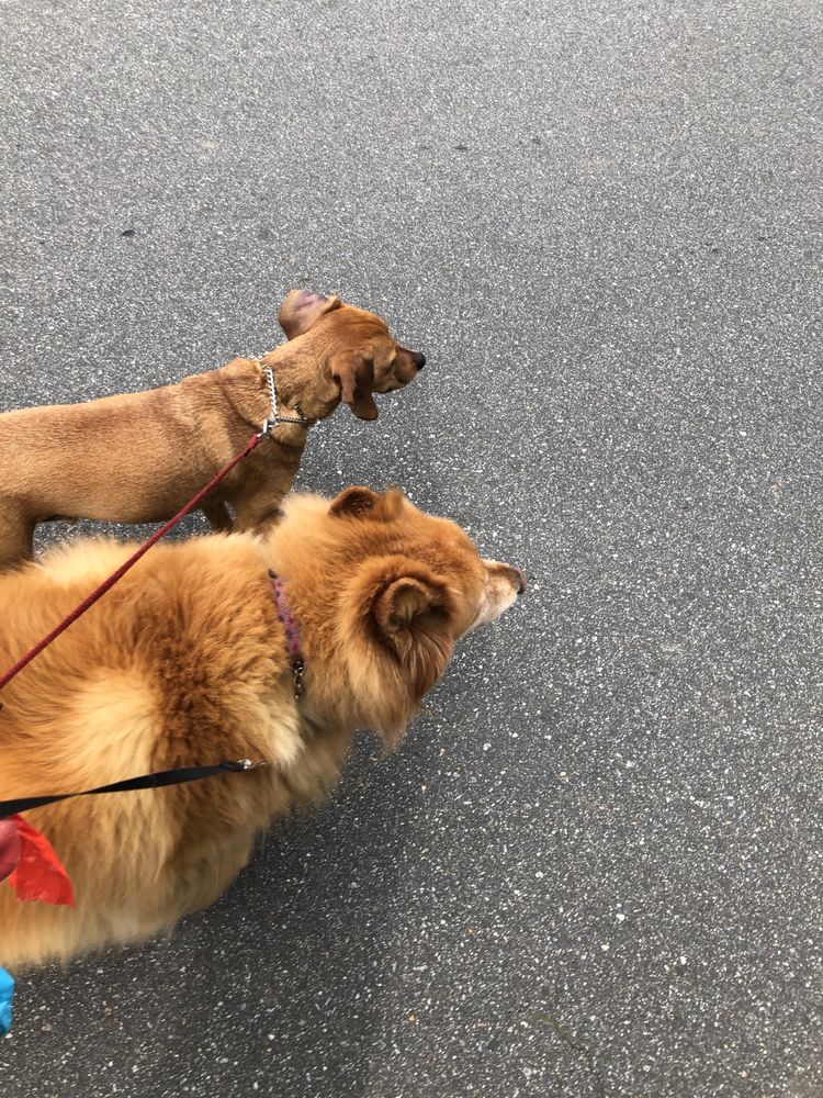 WALKIN’NWAGGIN’ Updated April 2024 38 Photos 229 Cabot Dr