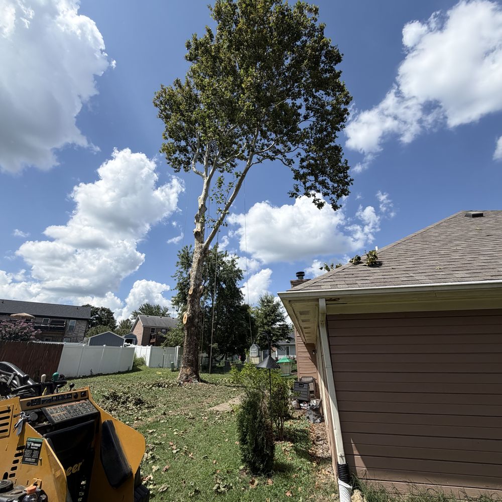Alonzo Tree Service - Tree Services Near Me Alonzo Tree Service - Tree Services Near Me