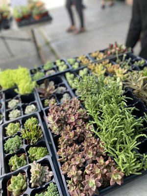 Alemany Farmer's Market by null