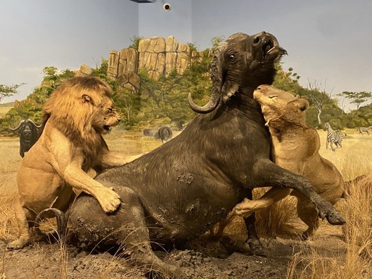 Las Vegas Science & Natural History Museum by null