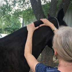 Caring Touch Myofascial Therapy - 'Horse calls' available