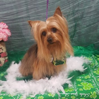 Yorkie Long Hair Yelp