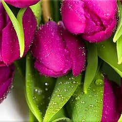 Carriage House Gifts & Flowers - Quality fresh arrangements at a great cost!