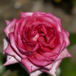 Royal Botanic Gardens