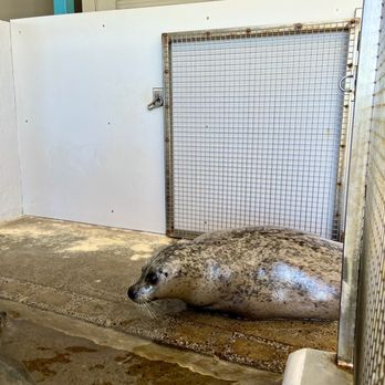 Seaside Aquarium - These poor seals don't seem to have much quality of life here :( - Aquariums Near Me - Seaside, Oregon
