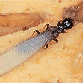 Advantage Pest Services - Subterranean Termite Swarmer - Pest Control Near Me - Ormond Beach, Florida