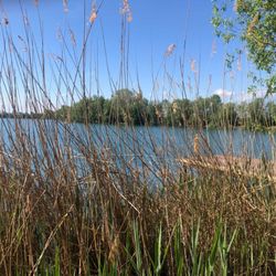 Binsfeldsee