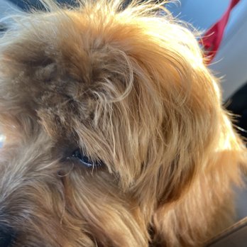 PetSmart - Pet Training Near Me - Dulles, Virginia
