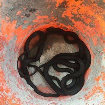 Proteck Wildlife Solutions - Pest Control Near Me - Winter Springs, Florida Proteck Wildlife Solutions - Pest Control Near Me - Winter Springs, Florida