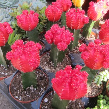 Country Plants - Nurseries & Gardening Near Me - Santa Monica, California Country Plants - Nurseries & Gardening Near Me - Santa Monica, California