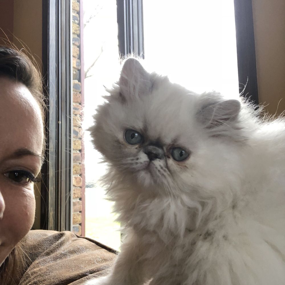 Elite Kitten - Pet Breeders Near Me