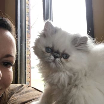 Elite Kitten - Pet Breeders Near Me Elite Kitten - Pet Breeders Near Me