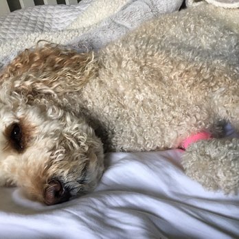Family VetCare - Still sedated from her teeth cleaning - Veterinarians Near Me - Phoenix, Arizona