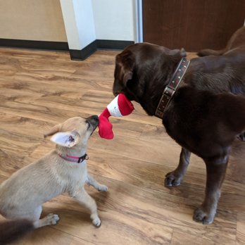 Valley Humane Society - Emme and puppy - Animal Shelters Near Me - Pleasanton, California Valley Humane Society - Emme and puppy - Animal Shelters Near Me - Pleasanton, California