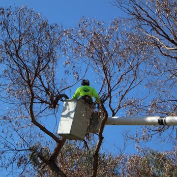 Pro Trees - Bucket truck equipment for dead trees - Tree Services Near Me - San Diego, California Pro Trees - Bucket truck equipment for dead trees - Tree Services Near Me - San Diego, California