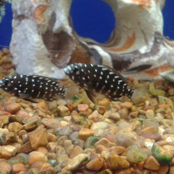 PetSmart - Cichlids - Pet Stores Near Me - Broken Arrow, Oklahoma