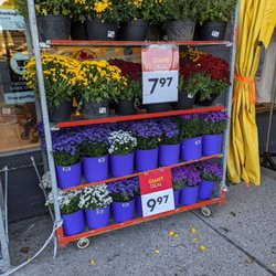 Giant Tiger - Potted plants
