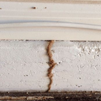 Precision Pest Solutions - More tubes - Pest Control Near Me Precision Pest Solutions - More tubes - Pest Control Near Me